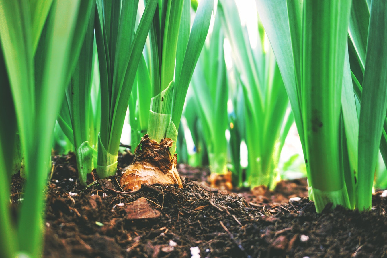 7 Eco-living and sustainability tips to honor earth day, every day
